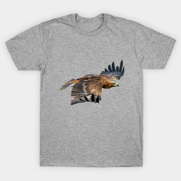 Golden Eagle in flight T-Shirt by dalyndigaital2@gmail.com